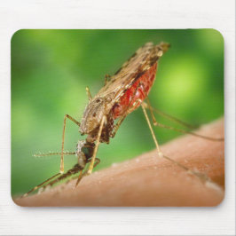 Fullt av Blood Mosquito Bloodsucking Insekt Musmatta
