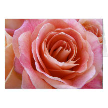Fullt Bloom Peach Rosa ros-fotot Hälsning
