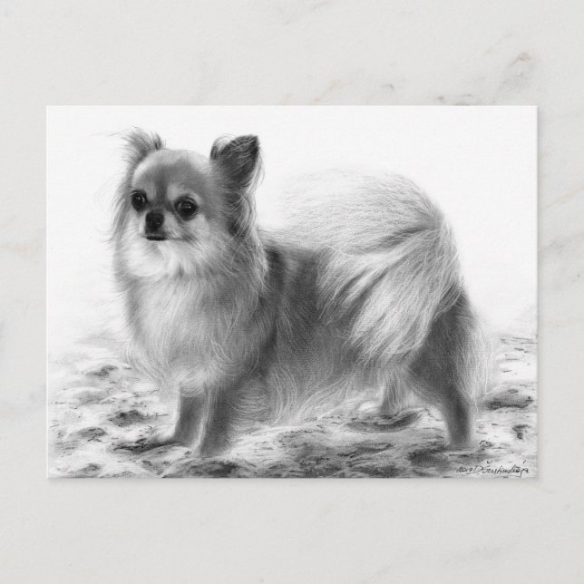 Fullt Body Chihuahua Hand målade teckningar Vykort (Framsida)
