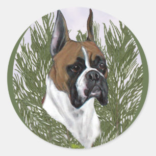 Fullt Boxer Head Study Runt Klistermärke