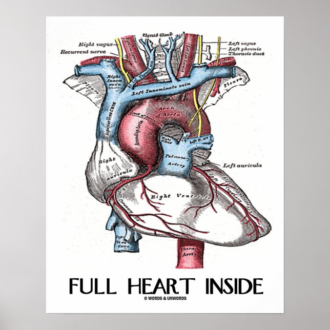 Fullt Hjärtat Inside Anatomical Illustration Poster (Framsidan)
