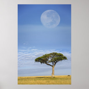 Fullt måne ovanför akacia träd, Masai Mara, Poster