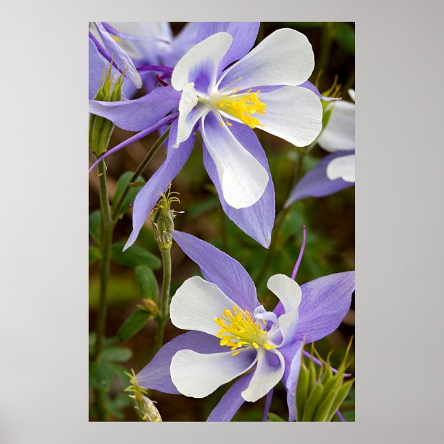 Fullt Ram Columbine Poster (Framsidan)
