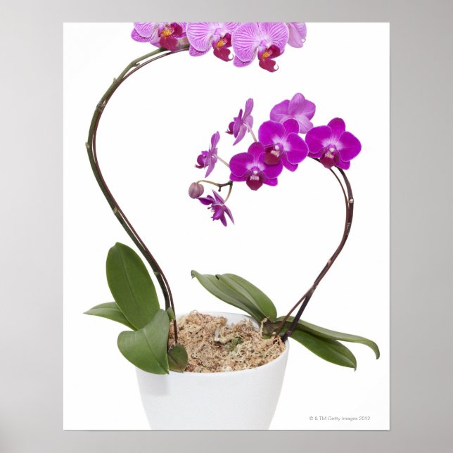 Fullt ram Orchid isolerat på vit bakgrund Poster (Framsidan)