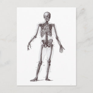 Fullt Skeleton Vykort