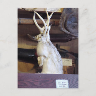 Fullt Storlek Jackalope $287.00 Vykort