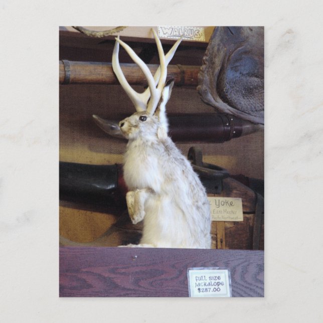 Fullt Storlek Jackalope $287.00 Vykort (Framsida)