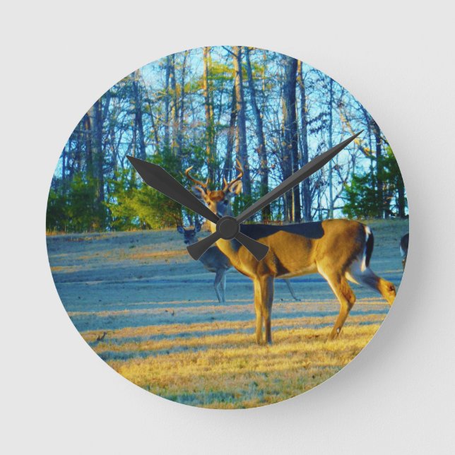 Fullvuxen hankronhjort/bockhjort, ljus blå himmel rund klocka (Framsida)