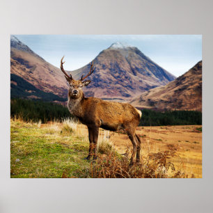 Fullvuxen hankronhjort i den Skottland Poster