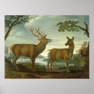 Fullvuxen hankronhjort och hind i ett skogsbevuxet poster