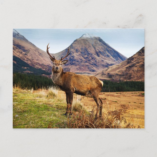 Fullvuxen hankronhjortvykort vykort (Framsida)
