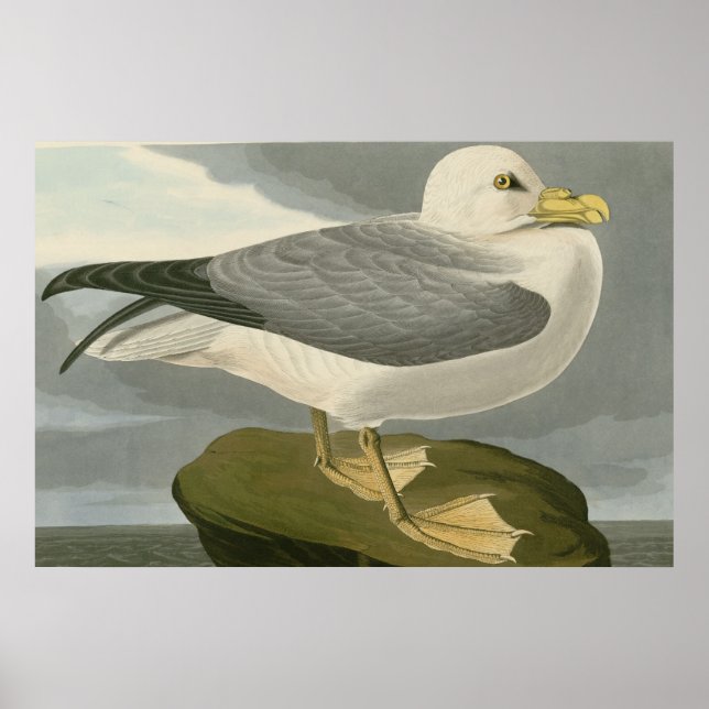 Fulmar Petrel Poster (Framsidan)