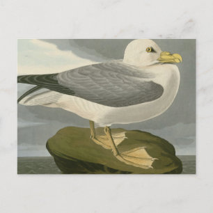 Fulmar Petrel Vykort