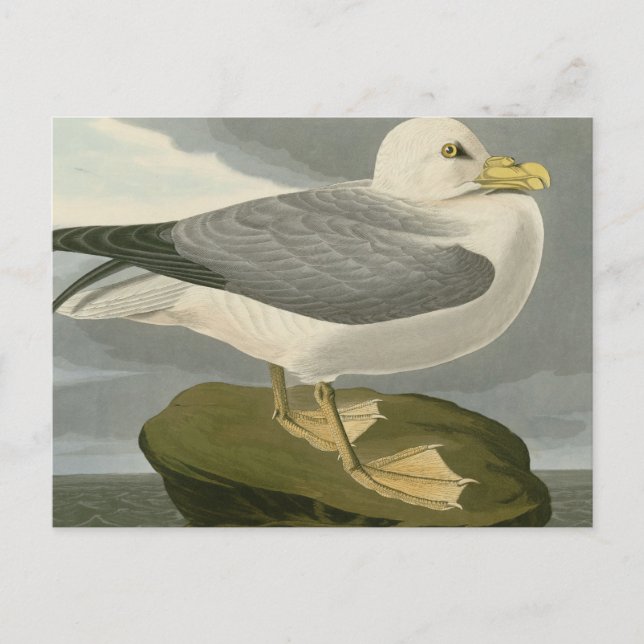 Fulmar Petrel Vykort (Framsida)