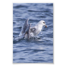 Fulmar stigning till yta