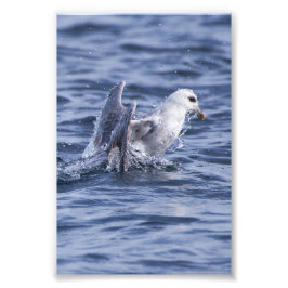 Fulmar stigning till yta fototryck