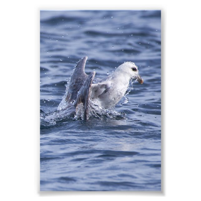 Fulmar stigning till yta fototryck (Framsidan)