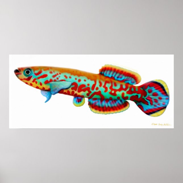 Fundulopanchax Gardneri Killifish Poster (Framsidan)
