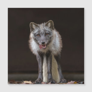 Fungerande Silver Fox