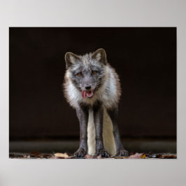 Fungerande Silver Fox Poster