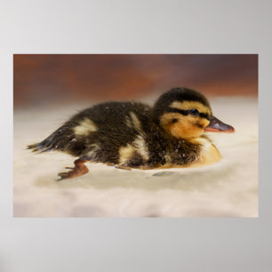 Fungerar stäng av en Blöt Duckling Poster