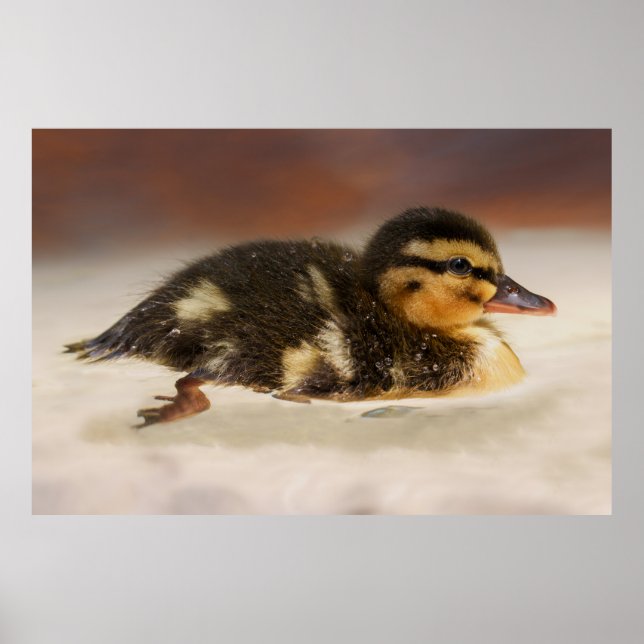 Fungerar stäng av en Blöt Duckling Poster (Framsidan)