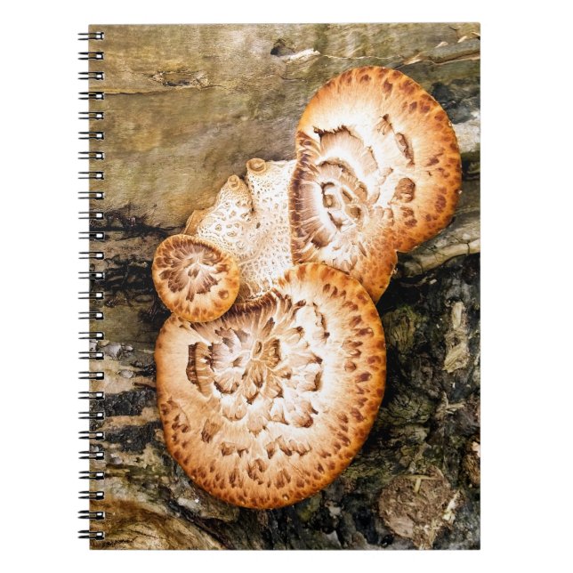 FUNGI ANTECKNINGSBOK (Framsidan)
