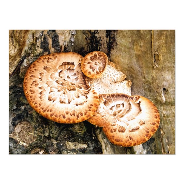FUNGI FOTOTRYCK (Framsidan)