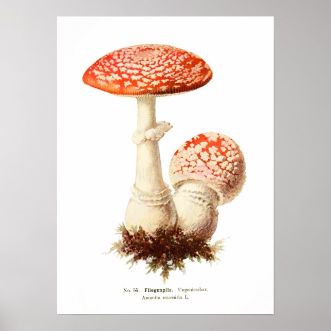 Fungi Poster (Framsidan)
