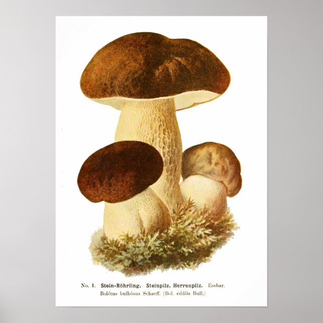 Fungi Poster (Framsidan)