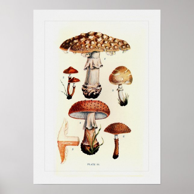 Fungi Poster (Framsidan)