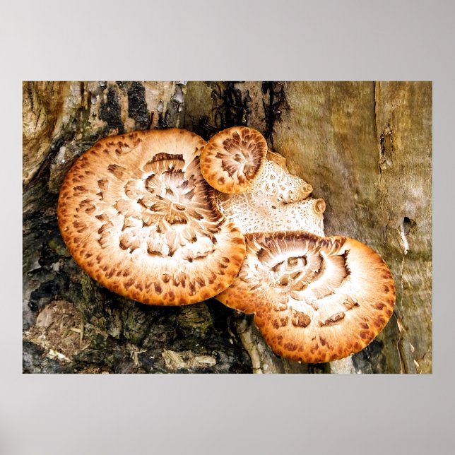 FUNGI POSTER (Framsidan)