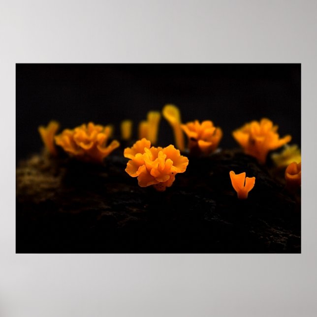 Fungi Poster (Framsidan)