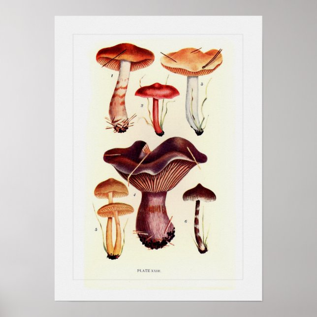 Fungi Poster (Framsidan)