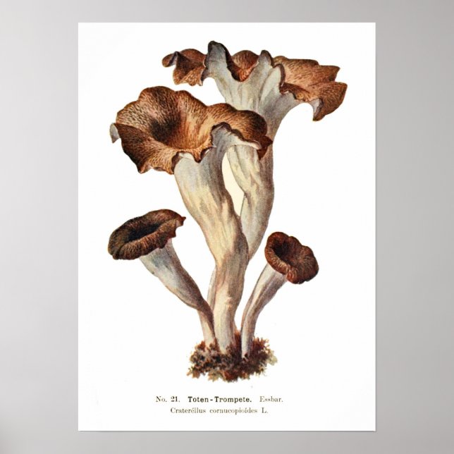 Fungi Poster (Framsidan)