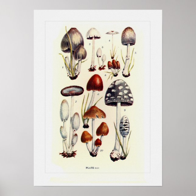 Fungi Poster (Framsidan)