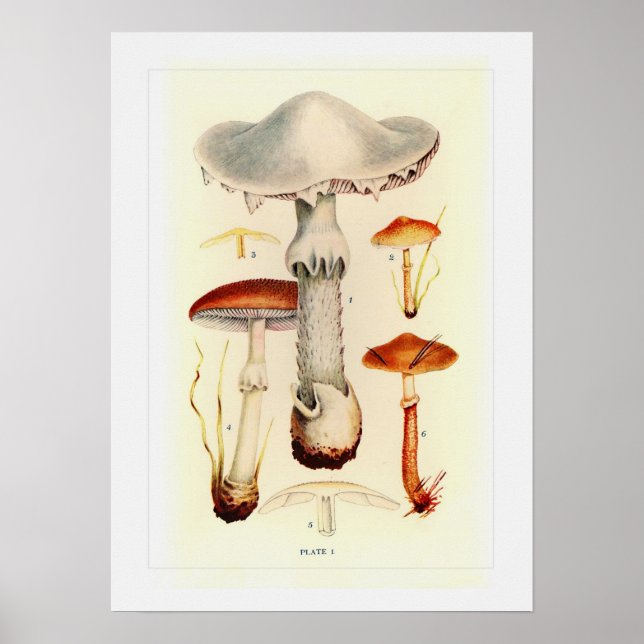 Fungi Poster (Framsidan)