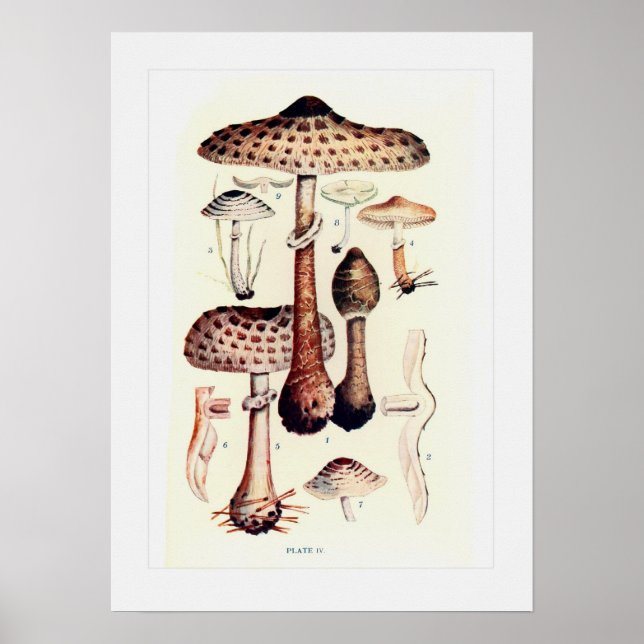 Fungi Poster (Framsidan)