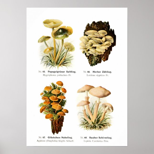 Fungi Poster (Framsidan)