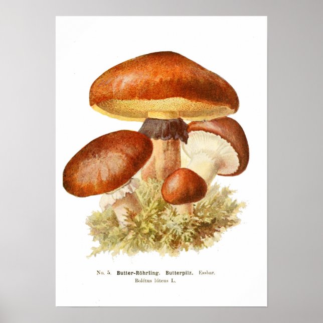 Fungi Poster (Framsidan)