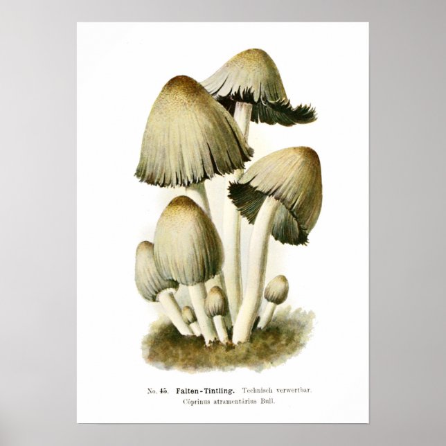 Fungi Poster (Framsidan)