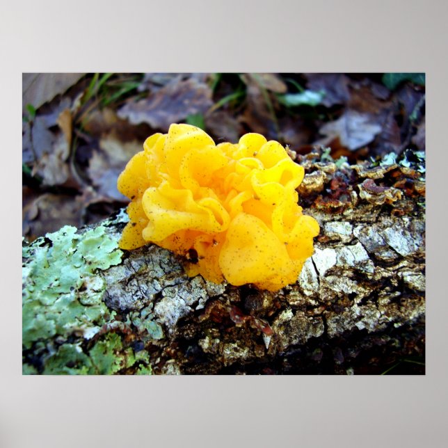 Fungi Tremella Mesenterica Poster (Framsidan)
