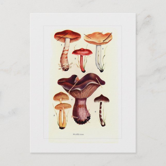 Fungi Vykort (Framsida)