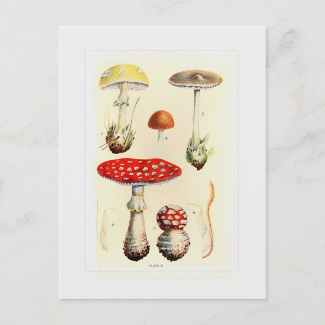 Fungi Vykort (Framsida)