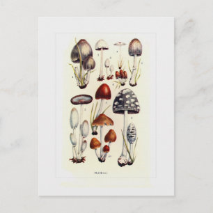 Fungi Vykort