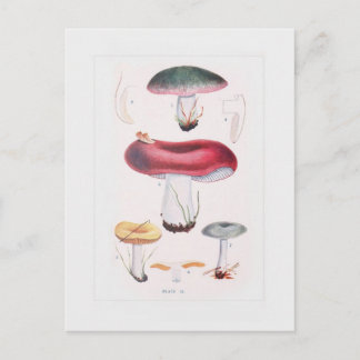 Fungi Vykort