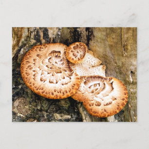 FUNGI VYKORT