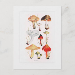 Fungi Vykort