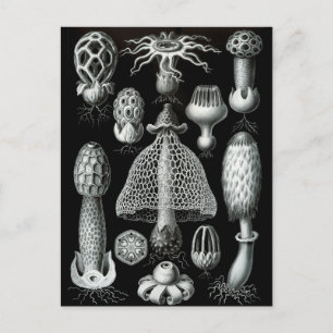 Fungi Vykort