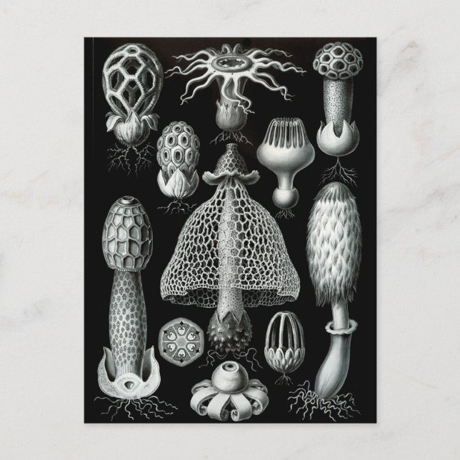 Fungi Vykort (Framsida)